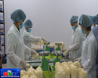 ​Bảo đảm ATTP từ sản xuất nấm theo công nghệ Nhật Bản
